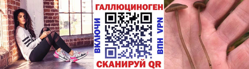 Псилоцибиновые грибы Psilocybe  Вышний Волочёк 